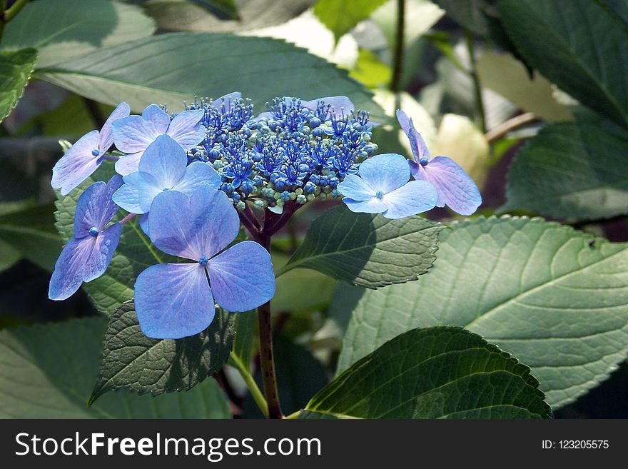 Flower, Plant, Blue, Hydrangea