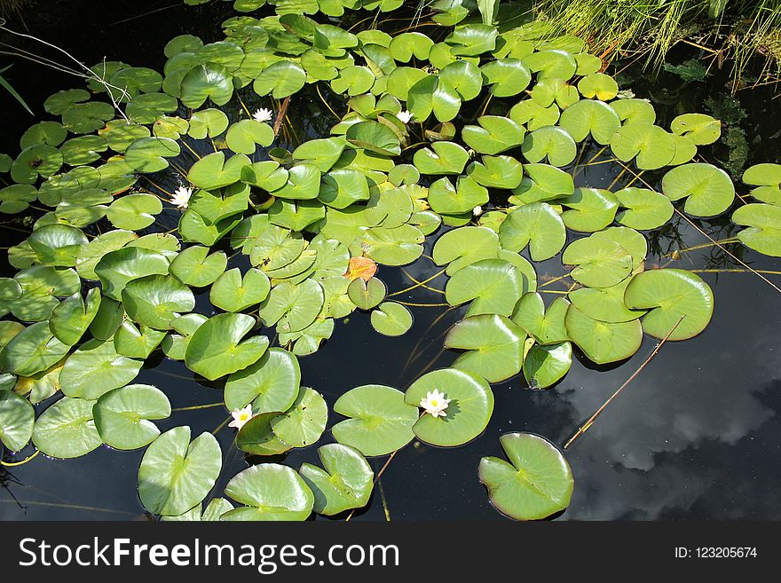 Plant, Leaf, Aquatic Plant, Flora