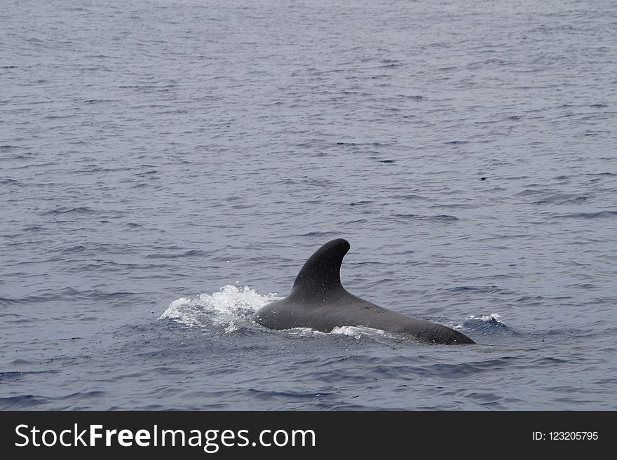 Marine Mammal, Mammal, Water, Whales Dolphins And Porpoises