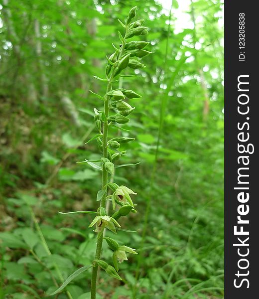 Plant, Flora, Grass, Herb