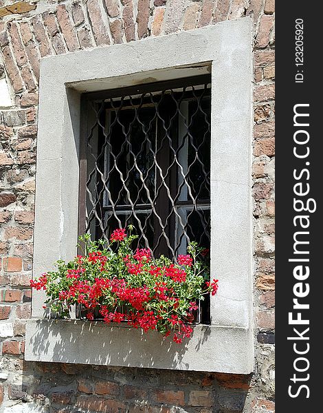 Flower, Window, Wall, Facade