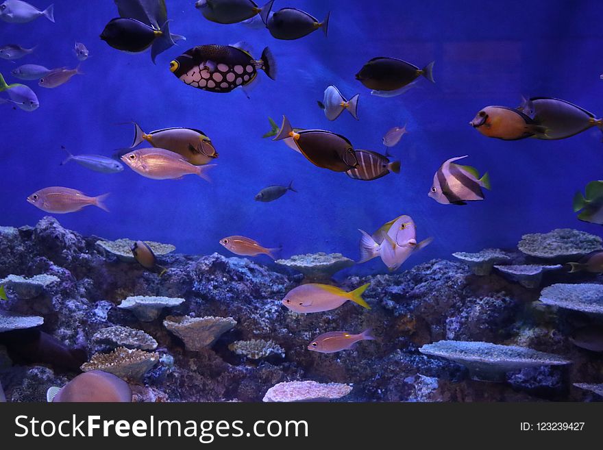 Coral Reef, Coral Reef Fish, Ecosystem, Marine Biology