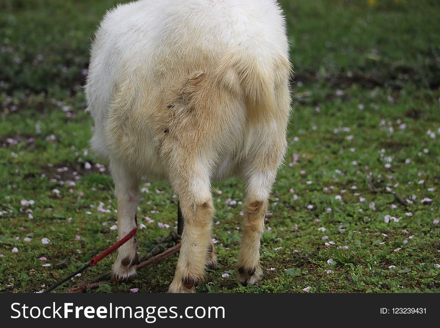 Grazing, Pasture, Fauna, Grass