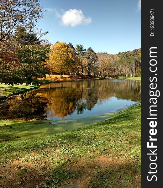 Reflection, Water, Nature, Leaf