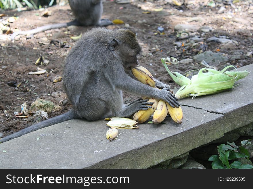 Mammal, Fauna, Macaque, Primate