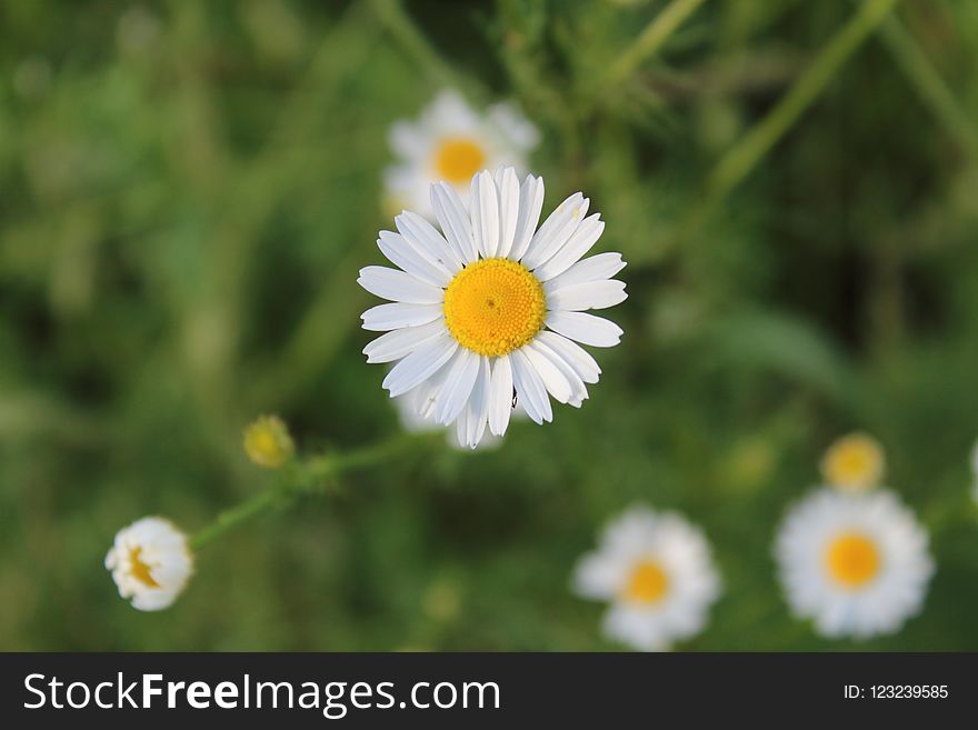 Flower, Chamaemelum Nobile, Oxeye Daisy, Flora