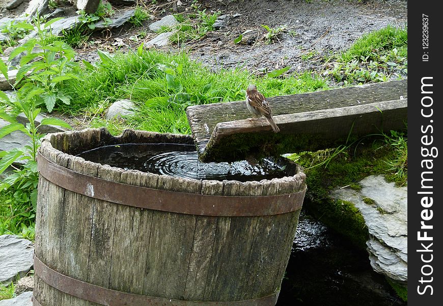 Water, Water Resources, Plant, Tree