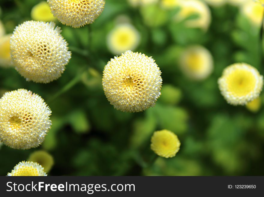 Flower, Yellow, Chamaemelum Nobile, Tansy