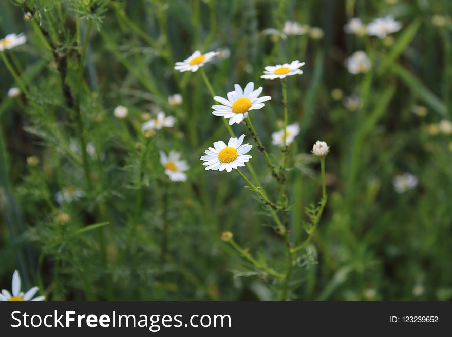 Flower, Chamaemelum Nobile, Plant, Oxeye Daisy