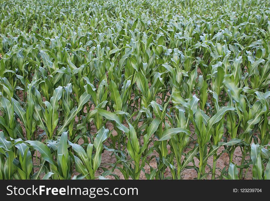 Plant, Agriculture, Crop, Field