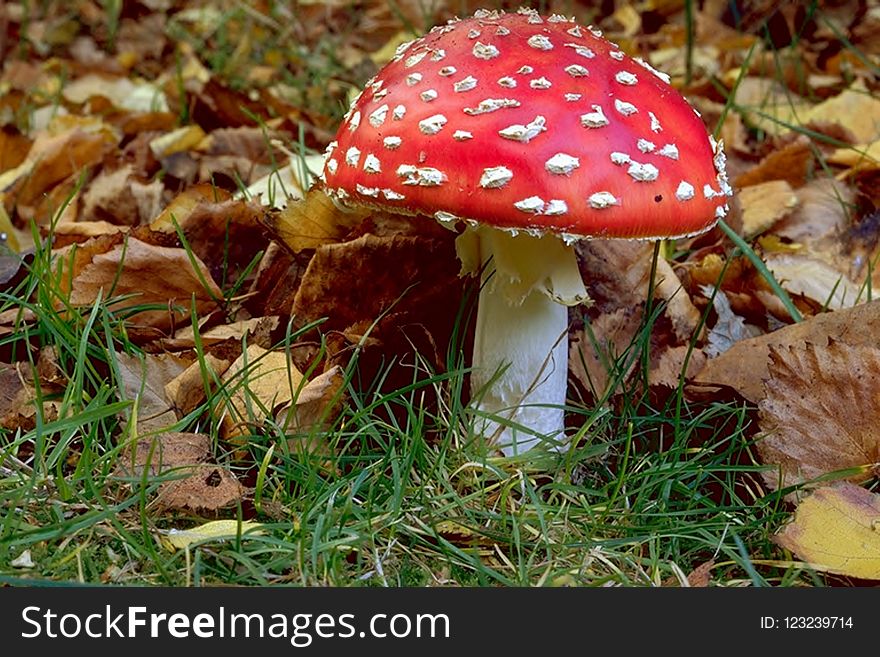Mushroom, Fungus, Penny Bun, Agaric