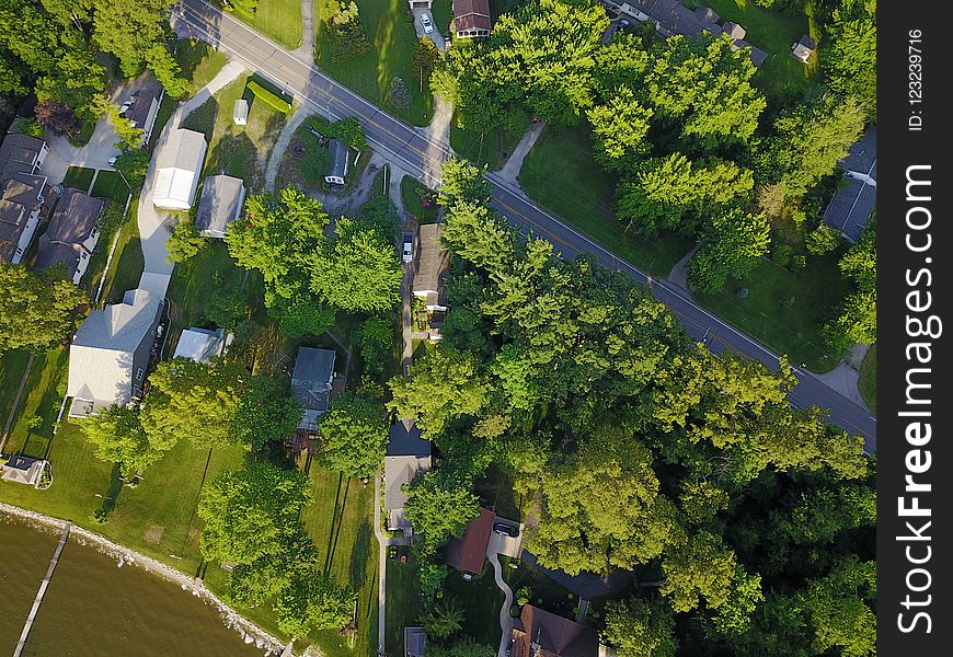Suburb, Residential Area, Aerial Photography, Tree
