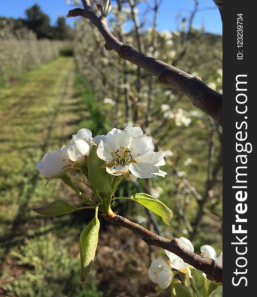 Flora, Spring, Plant, Blossom