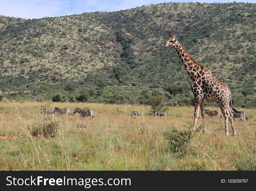 Wildlife, Giraffe, Terrestrial Animal, Grassland