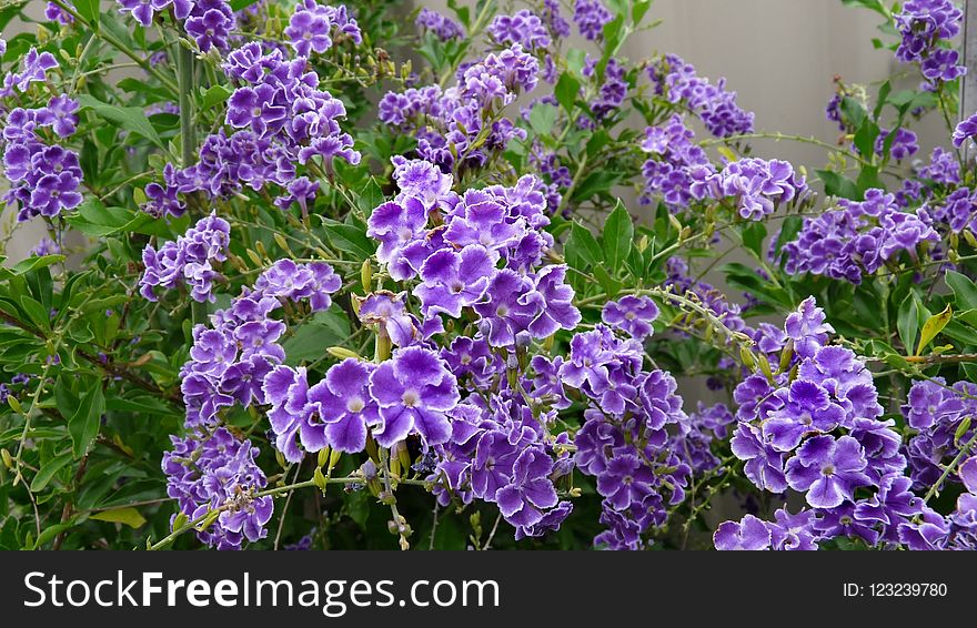 Plant, Flower, Purple, Lilac