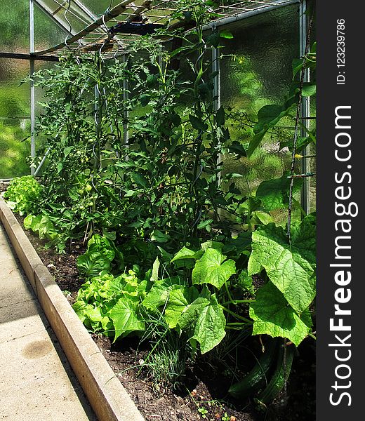 Plant, Leaf, Herb, Greenhouse