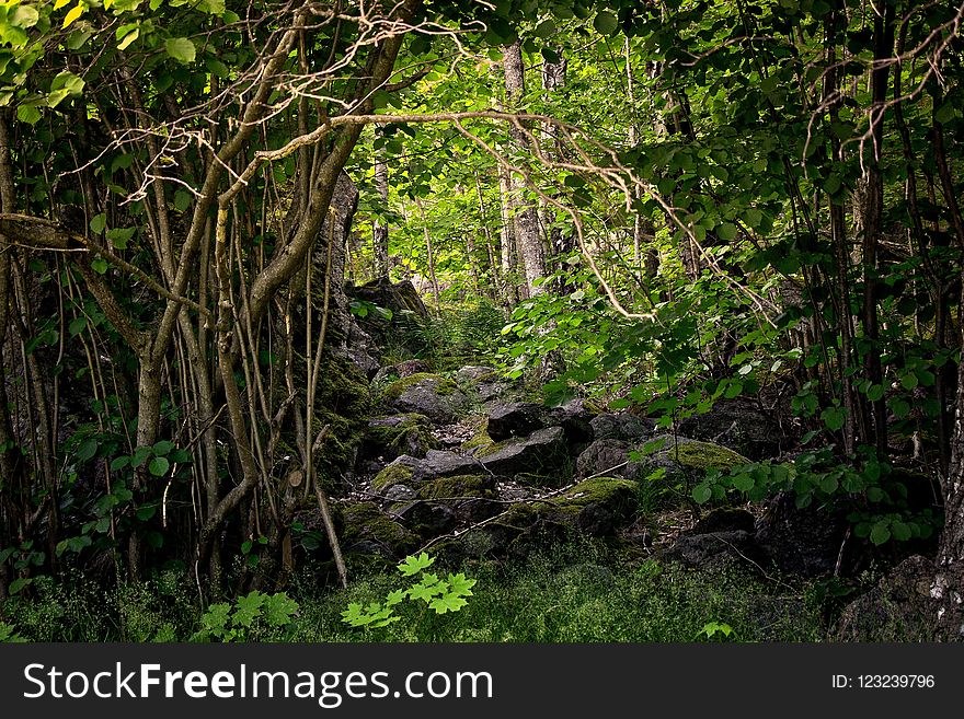 Vegetation, Nature, Nature Reserve, Forest