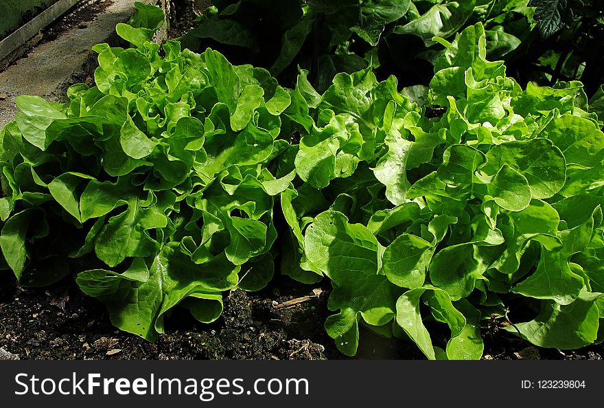 Plant, Leaf Vegetable, Leaf, Herb