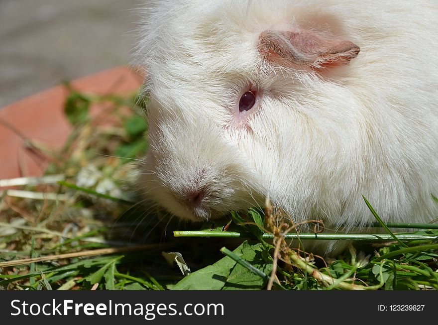 Fauna, Whiskers, Guinea Pig, Snout