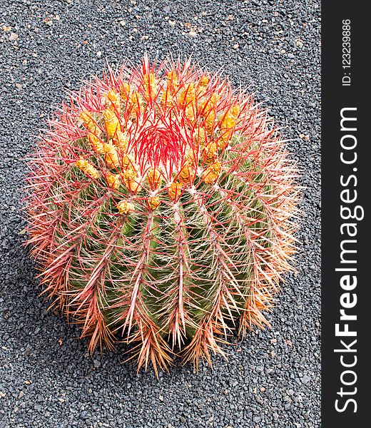 Plant, Cactus, Flowering Plant, Thorns Spines And Prickles