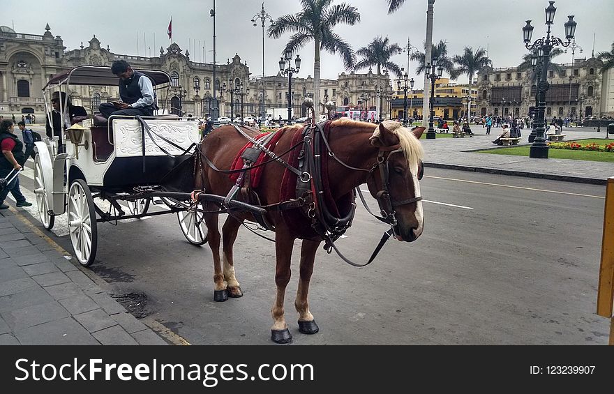 Horse And Buggy, Carriage, Horse Harness, Horse