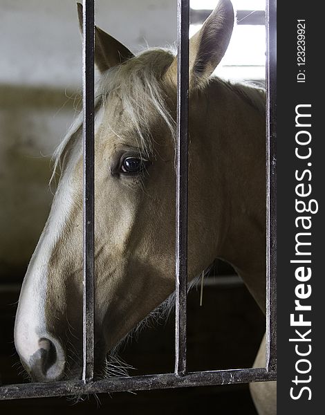 Fauna, Halter, Horse, Snout