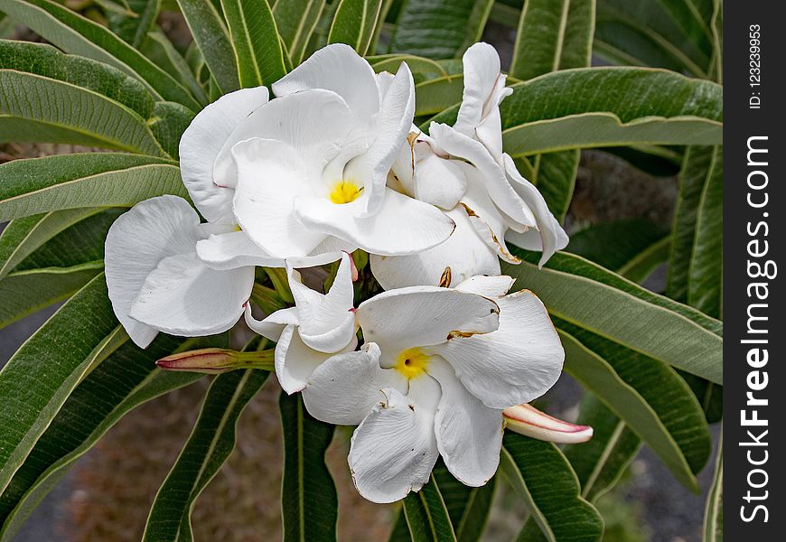 Plant, White, Flora, Flower