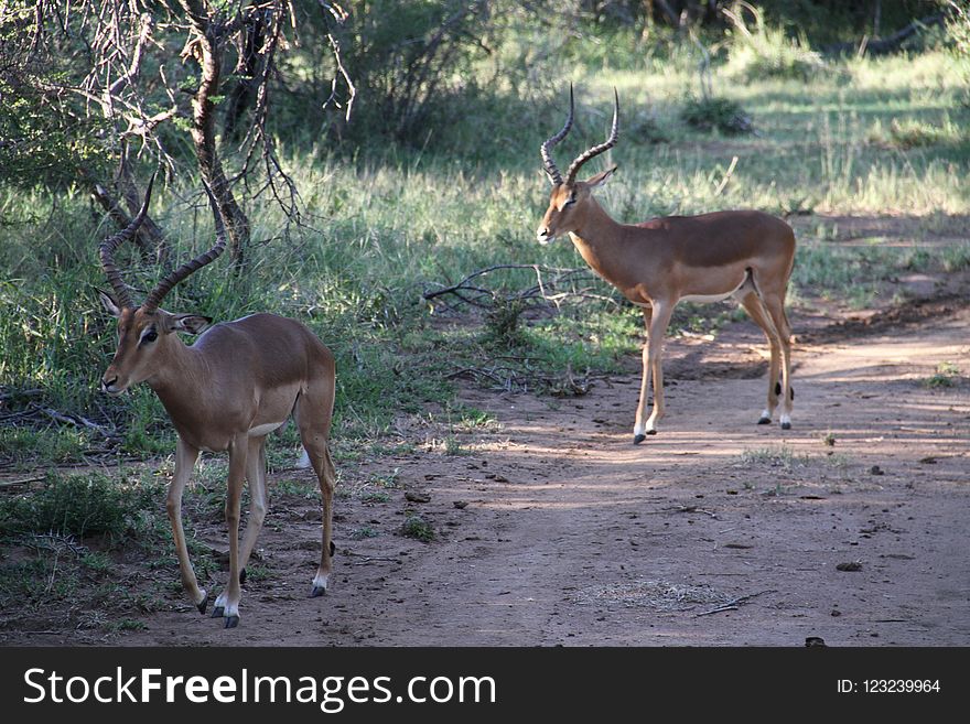 Wildlife, Fauna, Antelope, Gazelle