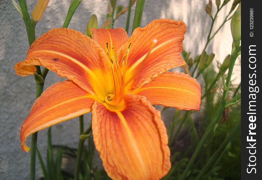 Flower, Lily, Orange Lily, Orange