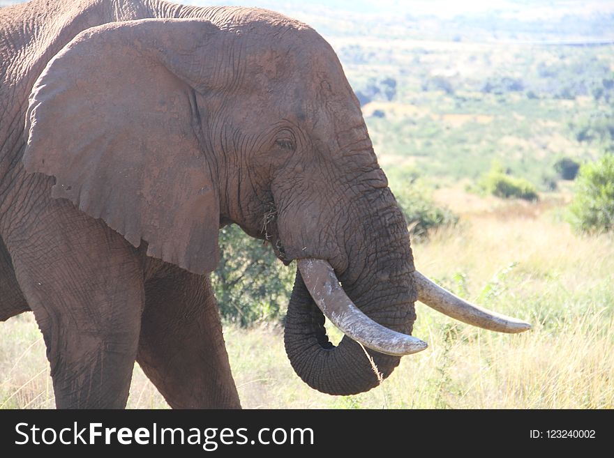 Elephant, Elephants And Mammoths, Terrestrial Animal, Wildlife