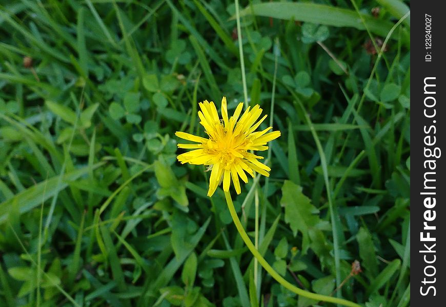 Flower, Flora, Plant, Flatweed