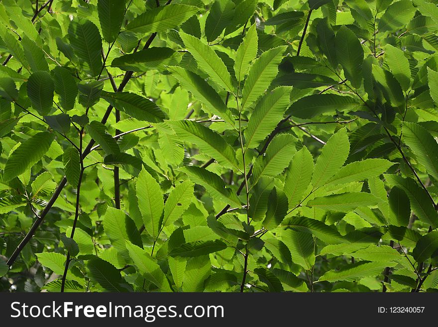 Plant, Leaf, Vegetation, Tree