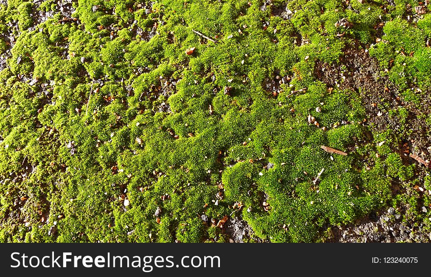 Plant, Vegetation, Moss, Non Vascular Land Plant