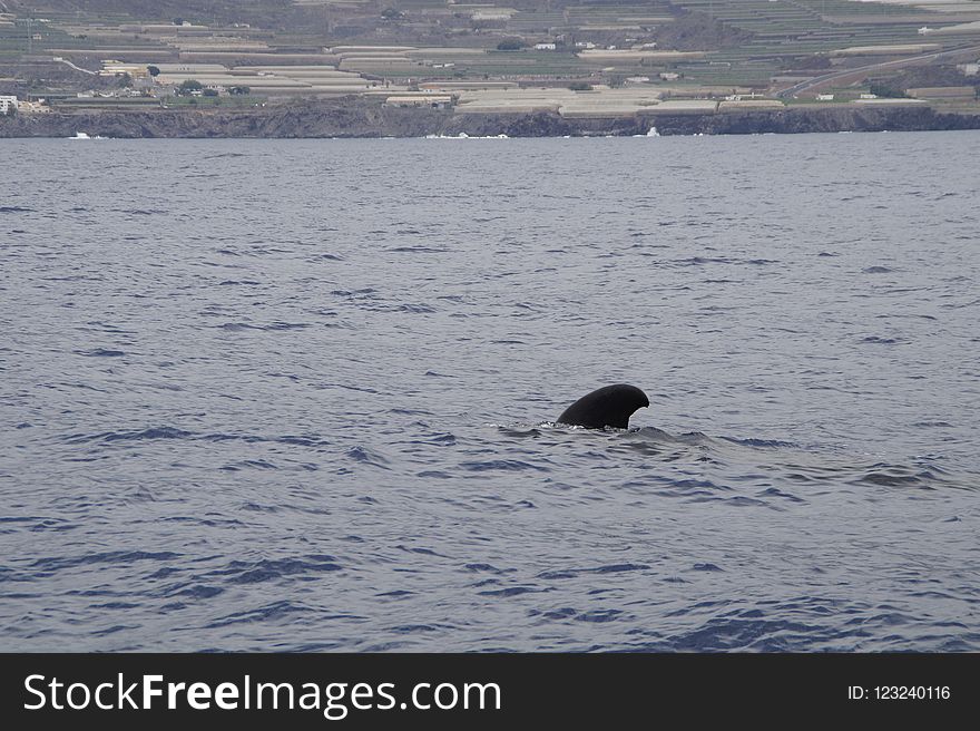 Mammal, Marine Mammal, Whales Dolphins And Porpoises, Water