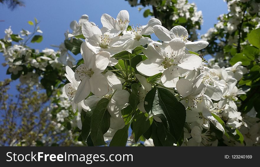 Plant, Flower, Blossom, Spring