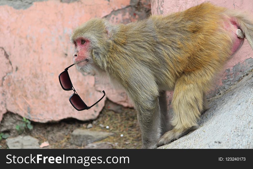 Macaque, Fauna, Primate, Old World Monkey