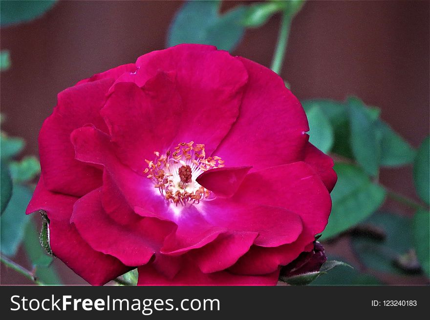 Flower, Rose Family, Rose, Floribunda