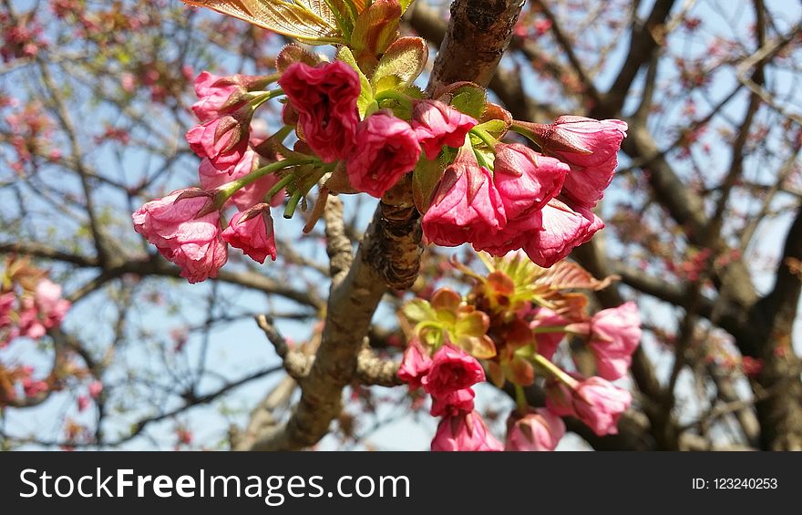 Branch, Blossom, Spring, Pink