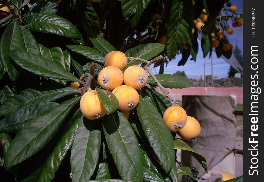 Fruit, Plant, Fruit Tree, Produce