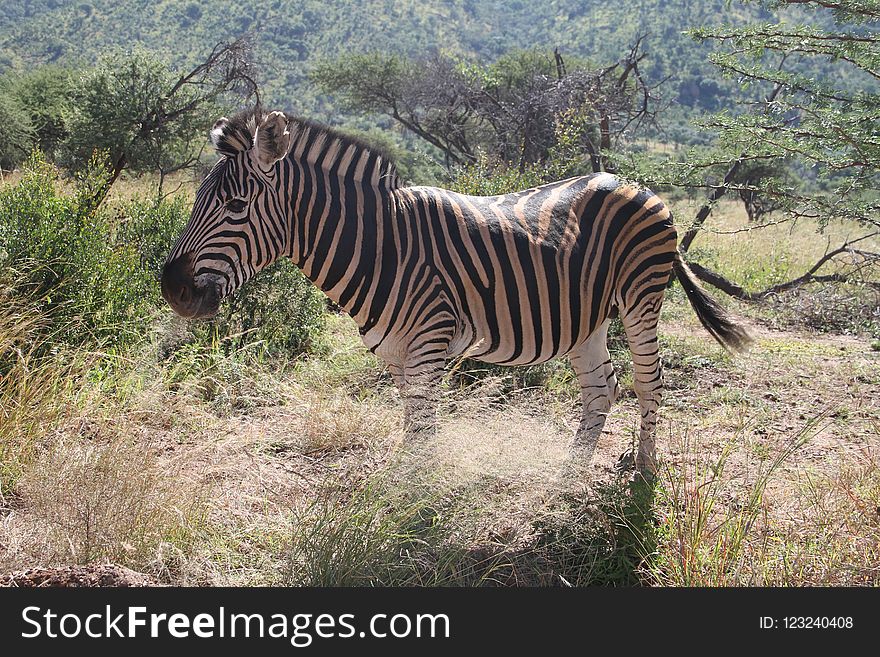 Wildlife, Terrestrial Animal, Zebra, Fauna