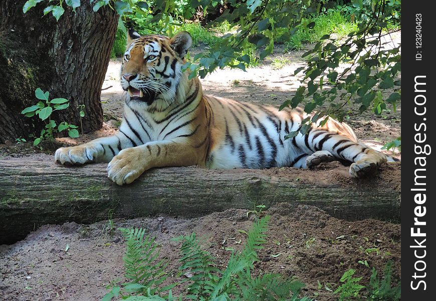 Tiger, Wildlife, Mammal, Terrestrial Animal