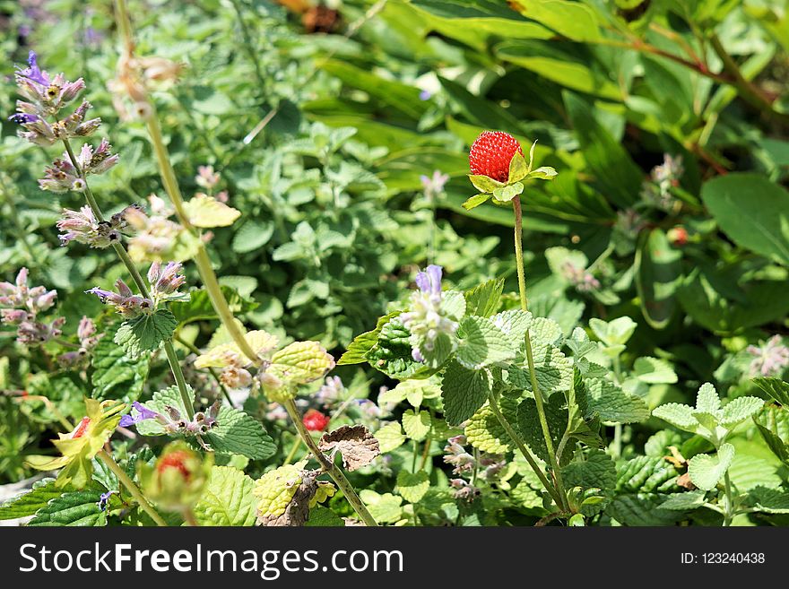 Plant, Flower, Flora, Flowering Plant