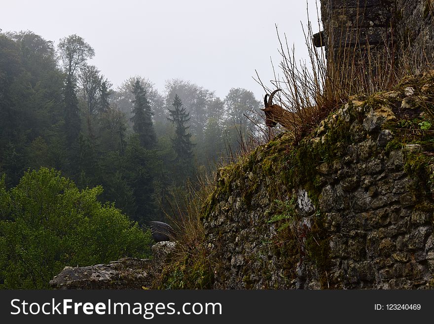 Tree, Vegetation, Mountainous Landforms, Mountain