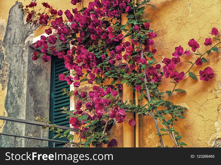 Red bougainvillea on ancient house. Red bougainvillea on ancient house