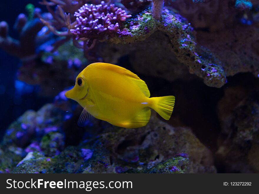 Yellow Tang Close Up