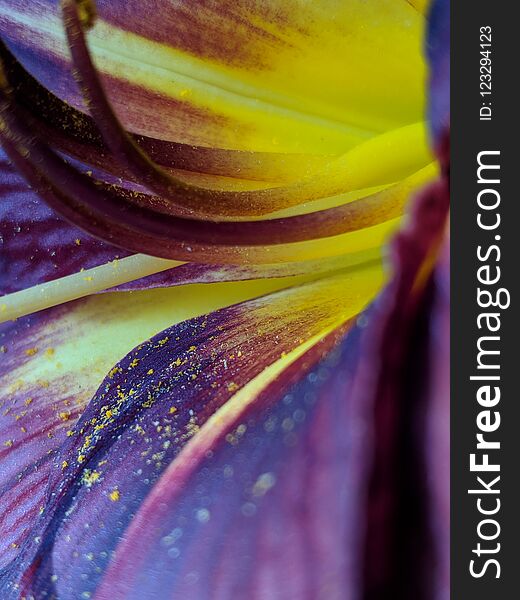 Macro photo of dark purple day lily with yellow pollen. Macro photo of dark purple day lily with yellow pollen