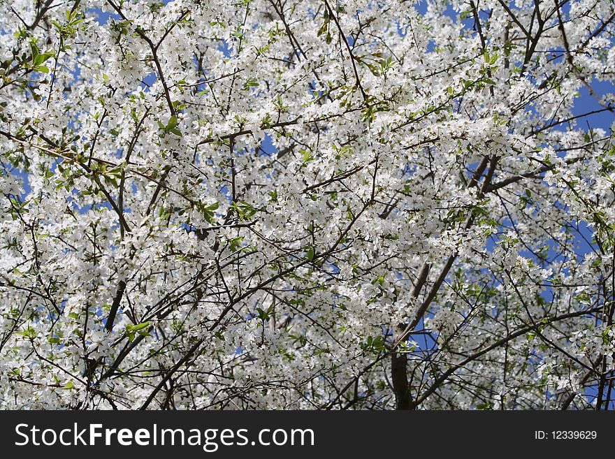 Cloud of white spring colours on a blossoming cherry. Cloud of white spring colours on a blossoming cherry