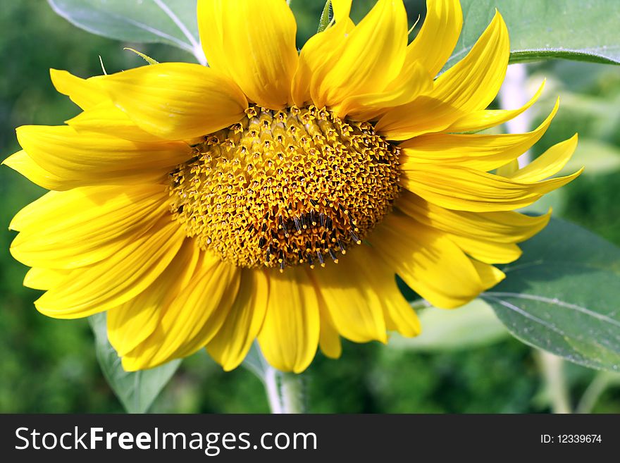 Yellow flower of a decorative sunflower. Selective focus.