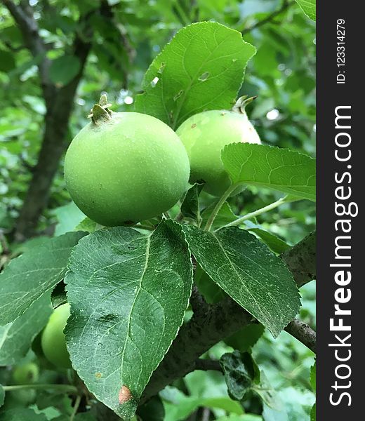 Fruit Tree, Fruit, Leaf, Apple