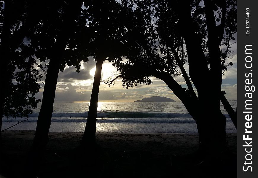 Nature, Tree, Sky, Woody Plant